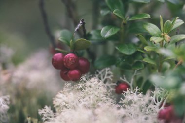Olgun kırmızı İsveç kirazı, partridgeberry veya Fuska çam içinde büyür 