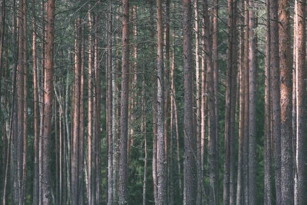 yemyeşil bahar erken yeşillik - in canlı yeşil bahar taze yaprakları