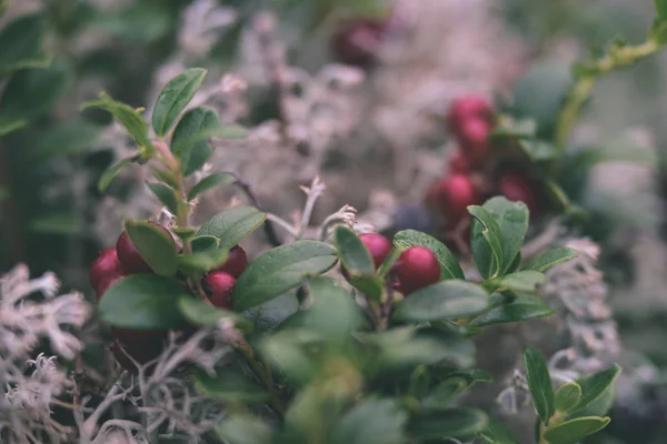 Mogna röda lingon, partridgeberry eller lingonris växer i furu — Stockfoto