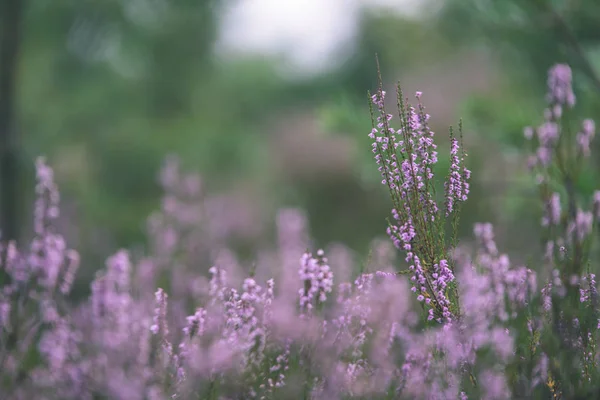 Orman heather çiçek ve bahar - vintage film loo çiçekleri