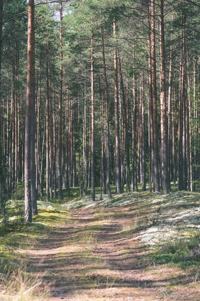 Landstraße im Wald - Jahrgangseffekt — Stockfoto