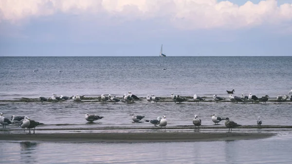 arka planda - vintage f mavi bulutlar ile sahildeki martılar