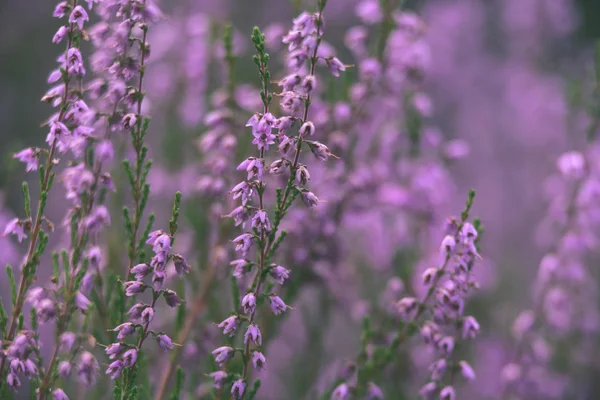 Orman heather çiçek ve bahar - vintage film loo çiçekleri