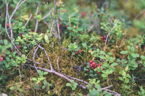 Ώριμα κόκκινα lingonberry, partridgeberry ή Τάϊμπερρι μεγαλώνει σε πεύκο — Φωτογραφία Αρχείου