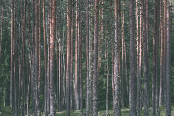 yemyeşil bahar erken yeşillik - in canlı yeşil bahar taze yaprakları