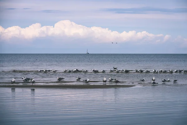 Gaviotas en la playa con nubes azules en el fondo - vintage f — Foto de Stock