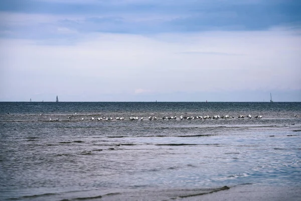 arka planda - vintage f mavi bulutlar ile sahildeki martılar