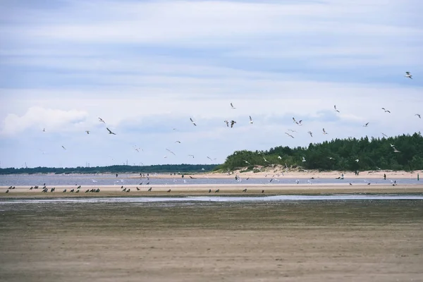 Gaivotas na praia com nuvens azuis no fundo - vintage f — Fotografia de Stock