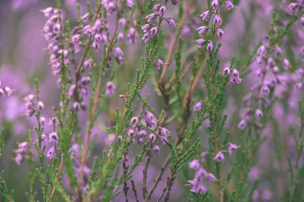 Orman heather çiçek ve bahar - vintage film loo çiçekleri