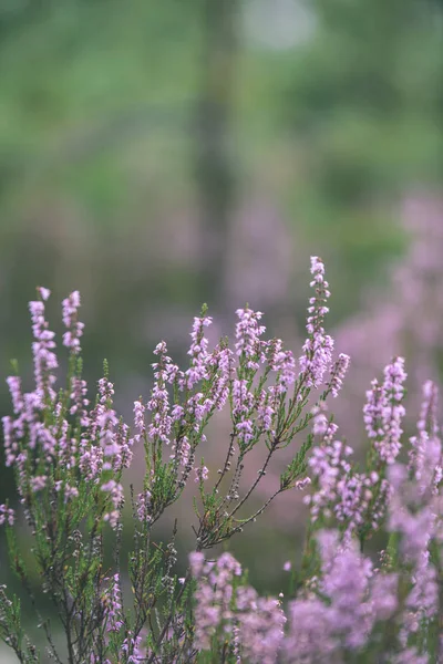 Orman heather çiçek ve bahar - vintage film loo çiçekleri