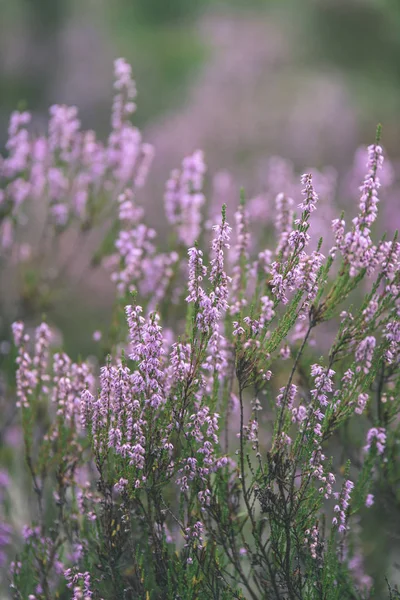 Orman heather çiçek ve bahar - vintage film loo çiçekleri