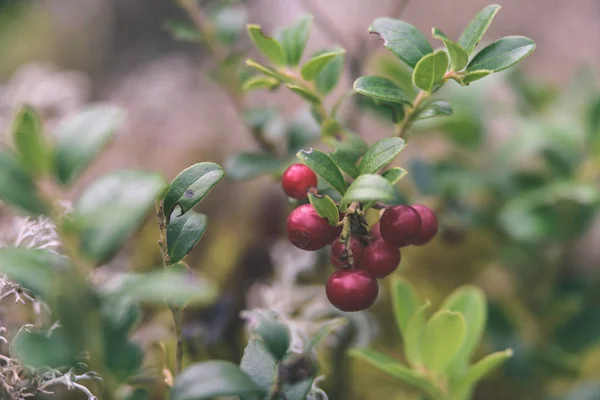 Ripe red lingonberry, partridgeberry, or cowberry grows in pine — Stock Photo, Image