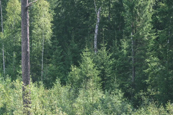 Genç bahar Ladin ağacı çiçekleri yeşil arka plan üzerinde - vintage 