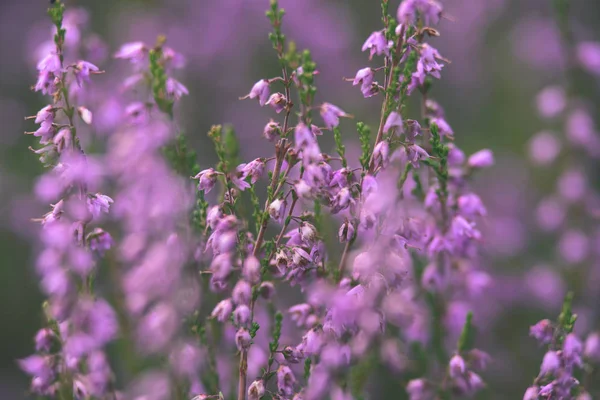 Orman heather çiçek ve bahar - vintage film loo çiçekleri