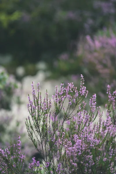 Orman heather çiçek ve bahar - vintage film loo çiçekleri