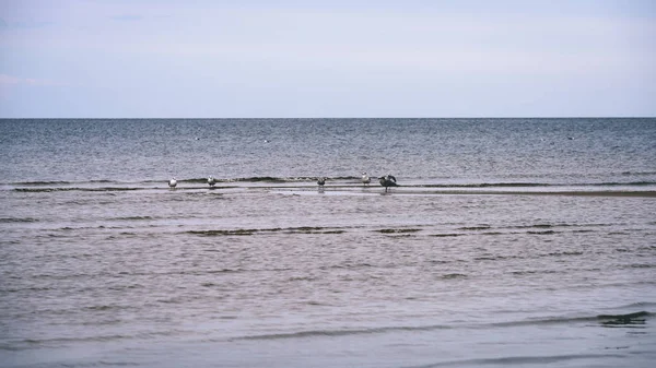 arka planda - vintage f mavi bulutlar ile sahildeki martılar