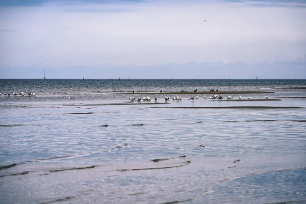 arka planda - vintage f mavi bulutlar ile sahildeki martılar