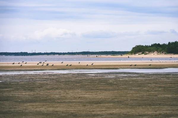 arka planda - vintage f mavi bulutlar ile sahildeki martılar
