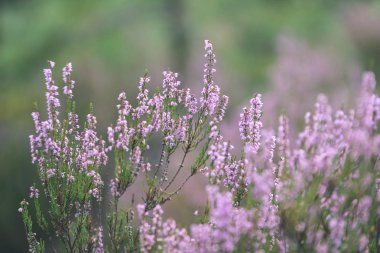 Orman heather çiçek ve bahar - vintage film loo çiçekleri