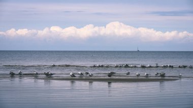 arka planda - vintage f mavi bulutlar ile sahildeki martılar