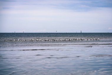 arka planda - vintage f mavi bulutlar ile sahildeki martılar