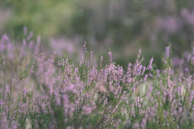 Orman heather çiçek ve bahar - vintage film loo çiçekleri