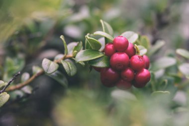 Olgun kırmızı İsveç kirazı, partridgeberry veya Fuska çam içinde büyür 