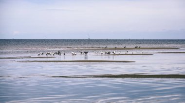 arka planda - vintage f mavi bulutlar ile sahildeki martılar