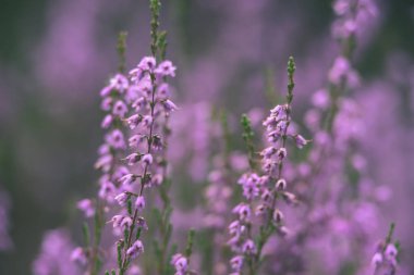 Orman heather çiçek ve bahar - vintage film loo çiçekleri