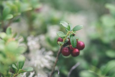 Olgun kırmızı İsveç kirazı, partridgeberry veya Fuska çam içinde büyür 