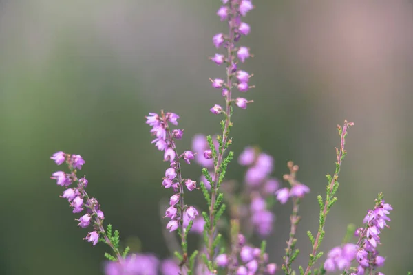 Heather skogsblommor och blommar under våren - vintage film loo — Stockfoto