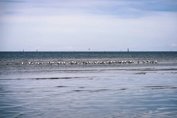 Gaivotas na praia com nuvens azuis no fundo - vintage f — Fotografia de Stock