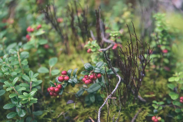 Mirtillo rosso maturo, mirtillo rosso, o cowberry cresce in pino — Foto Stock