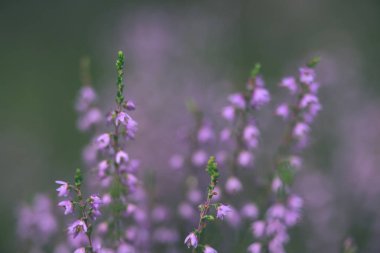 Orman heather çiçek ve bahar - vintage film loo çiçekleri
