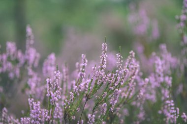 Orman heather çiçek ve bahar - vintage film loo çiçekleri