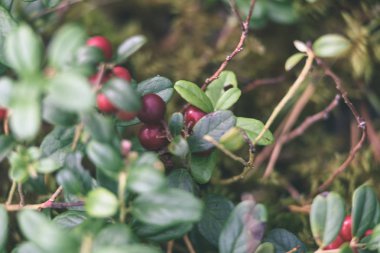 Olgun kırmızı İsveç kirazı, partridgeberry veya Fuska çam içinde büyür 