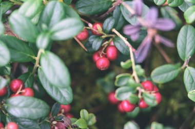 Olgun kırmızı İsveç kirazı, partridgeberry veya Fuska çam içinde büyür 