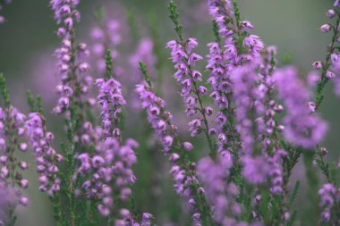 Orman heather çiçek ve bahar - vintage film loo çiçekleri