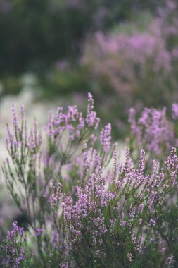 Orman heather çiçek ve bahar - vintage film loo çiçekleri