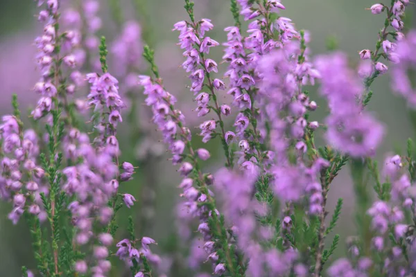 Heather skogsblommor och blommar under våren - vintage film loo — Stockfoto