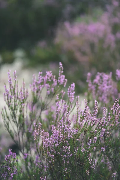 Orman heather çiçek ve bahar - vintage film loo çiçekleri