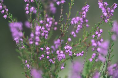 Orman heather çiçek ve bahar - vintage film loo çiçekleri