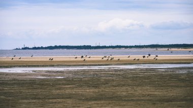 arka planda - vintage f mavi bulutlar ile sahildeki martılar