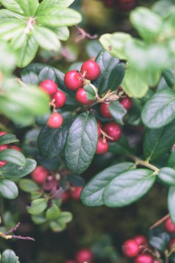 Olgun kırmızı İsveç kirazı, partridgeberry veya Fuska çam içinde büyür 