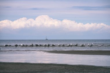 arka planda - vintage f mavi bulutlar ile sahildeki martılar