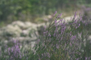 Orman heather çiçek ve bahar - vintage film loo çiçekleri