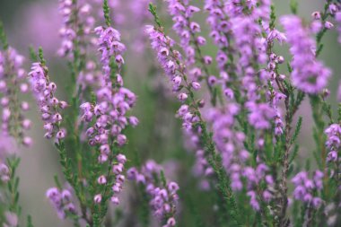 Orman heather çiçek ve bahar - vintage film loo çiçekleri
