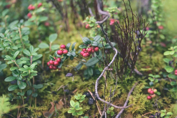 Ώριμα κόκκινα lingonberry, partridgeberry ή Τάϊμπερρι μεγαλώνει σε πεύκο — Φωτογραφία Αρχείου