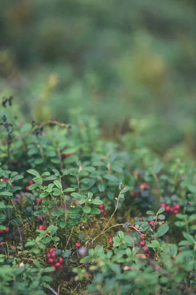 Ώριμα κόκκινα lingonberry, partridgeberry ή Τάϊμπερρι μεγαλώνει σε πεύκο — Φωτογραφία Αρχείου
