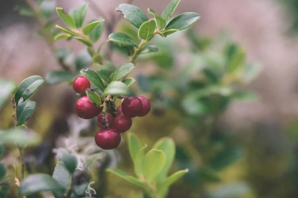 Mirtillo rosso maturo, mirtillo rosso, o cowberry cresce in pino — Foto Stock